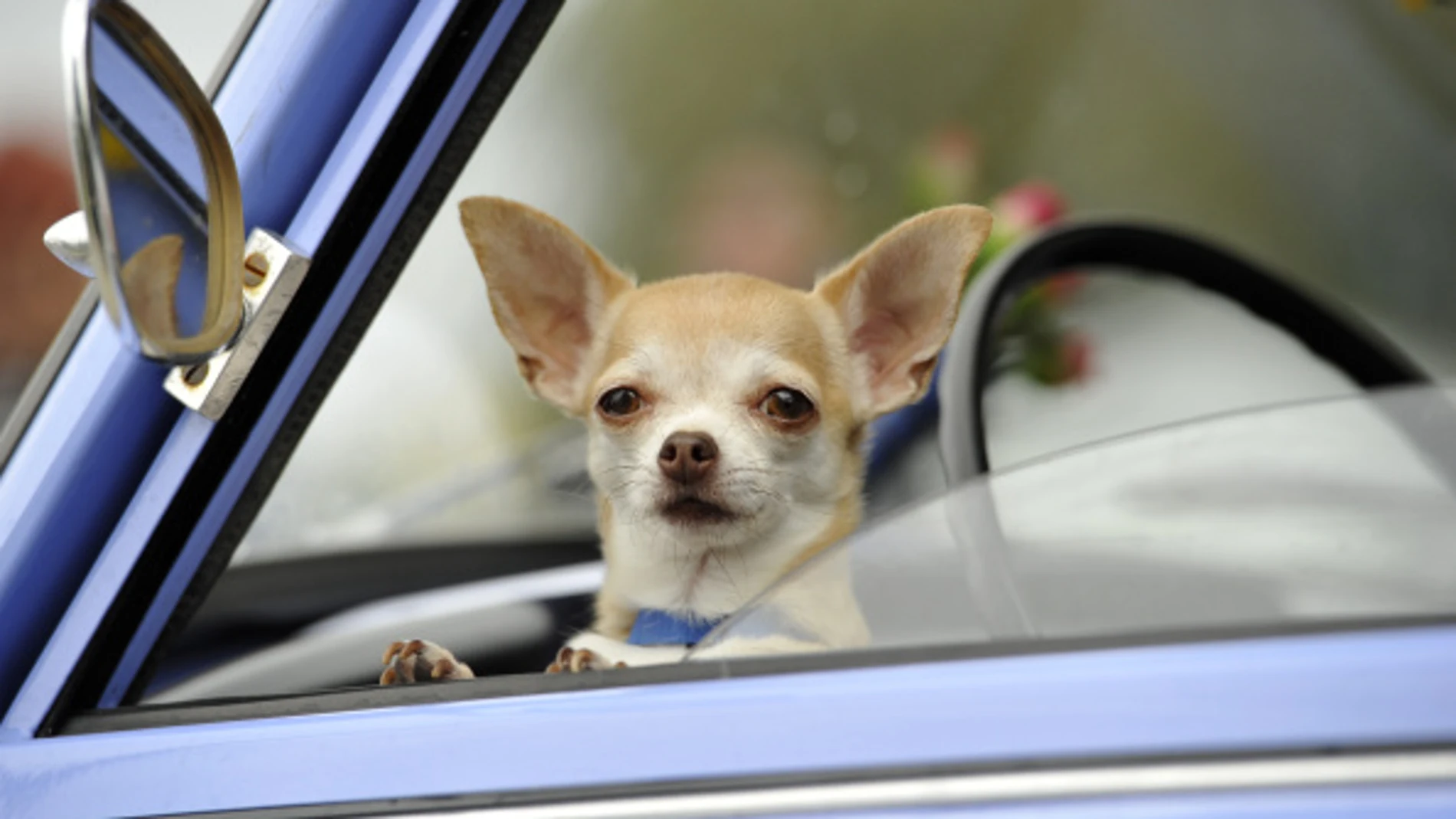 Un chihuahua Un chihuahua