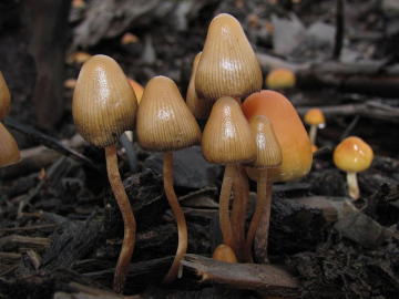 Setas alucinógenas