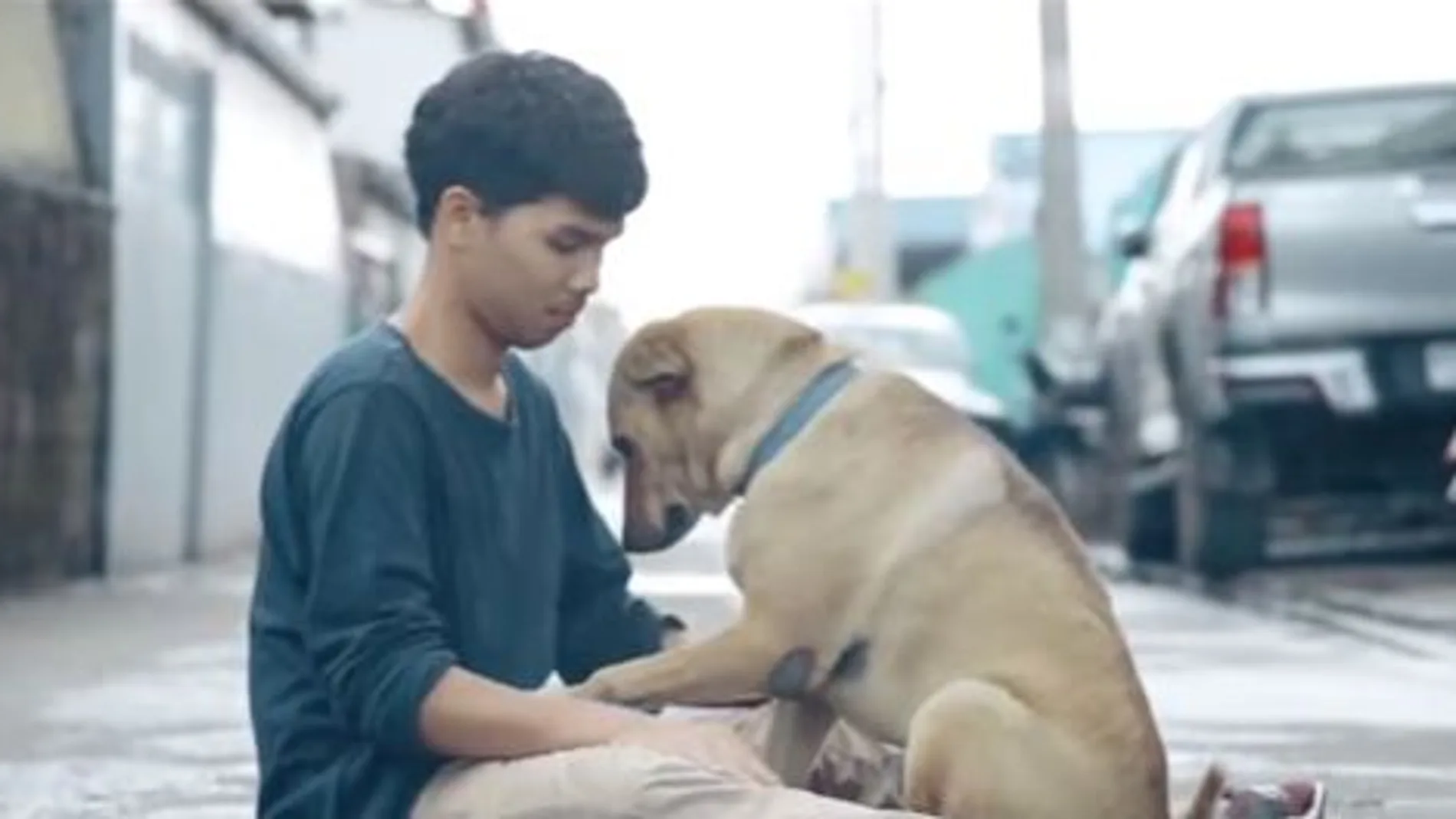 'El primer abrazo', un proyecto para concienciar sobre el maltrato animal 'El primer abrazo', un proyecto para concienciar sobre el maltrato animal
