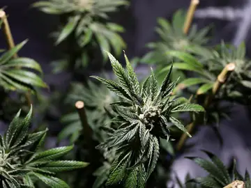Imagen de plantas de marihuana Imagen de plantas de marihuana