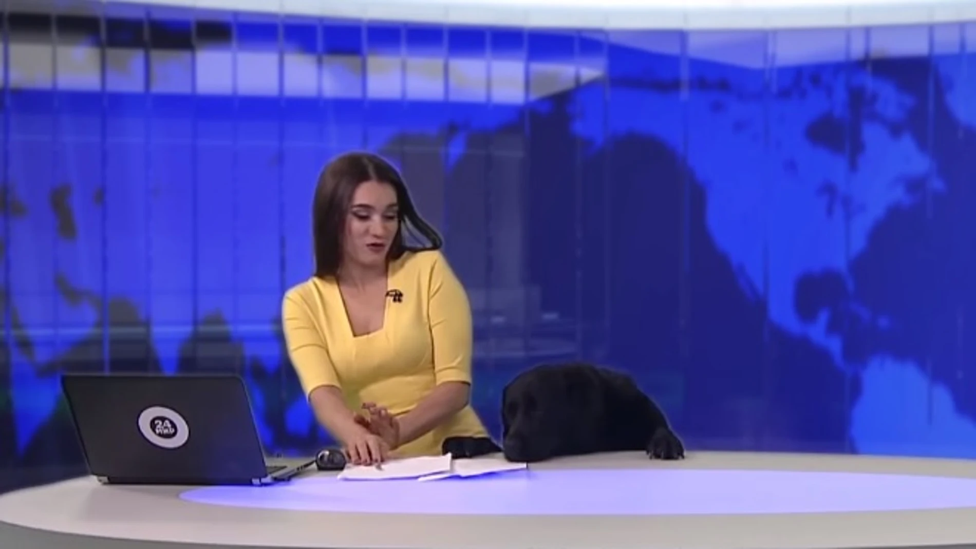 El perro junto a la presentadora en el estudio El perro junto a la presentadora en el estudio