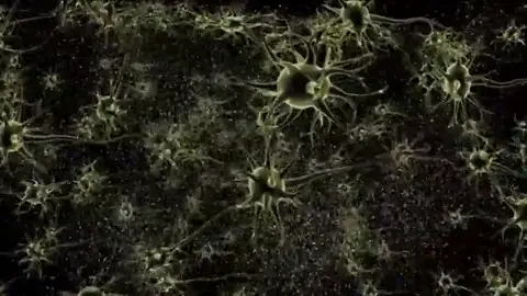 Una neurona podría controlar la comida compulsiva Una neurona podría controlar la comida compulsiva