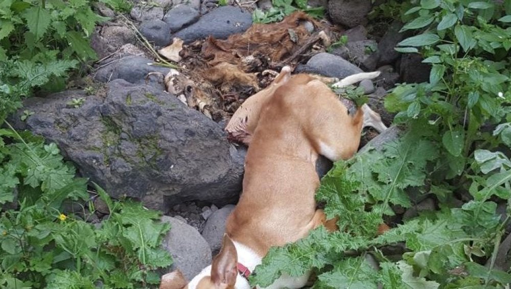 Cadáver de un perro arrojado por un acantilado