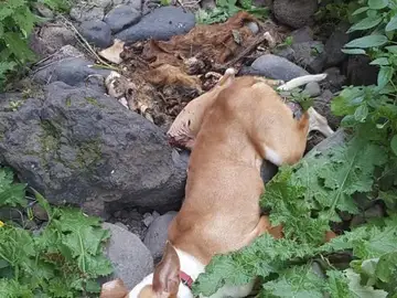 Cadáver de un perro arrojado por un acantilado Cadáver de un perro arrojado por un acantilado