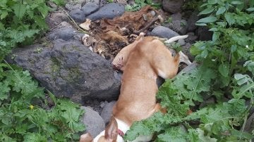 Cadáver de un perro arrojado por un acantilado