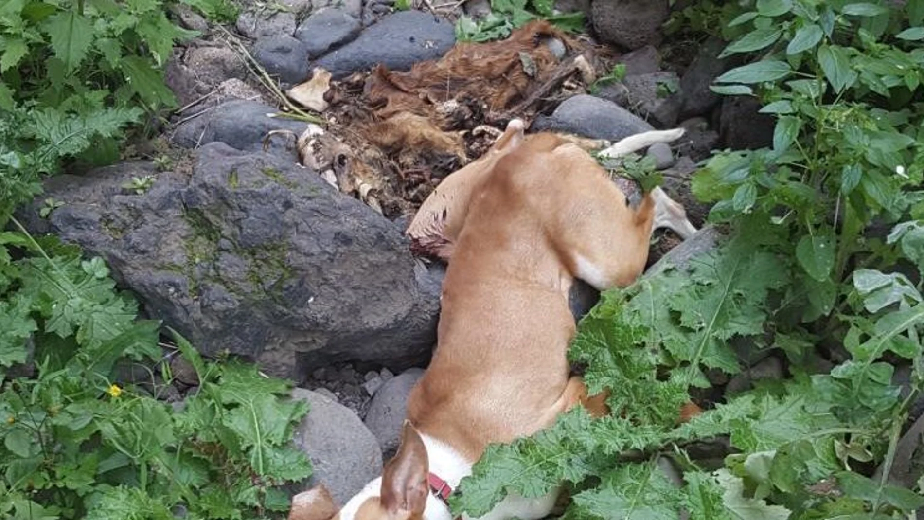 Cadáver de un perro arrojado por un acantilado Cadáver de un perro arrojado por un acantilado