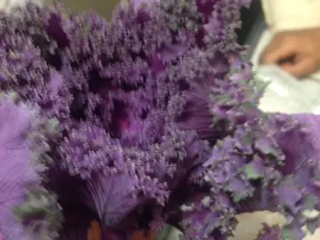 La lechuga que le regaló a su novia La lechuga que le regaló a su novia