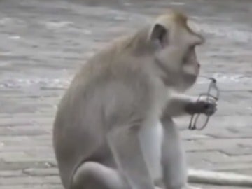Mono robando en Bali