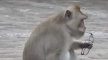 Mono robando en Bali