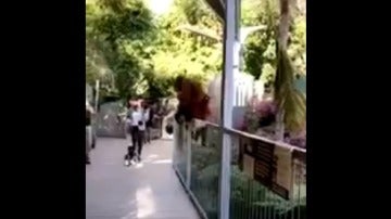Orangután sale de su jaula