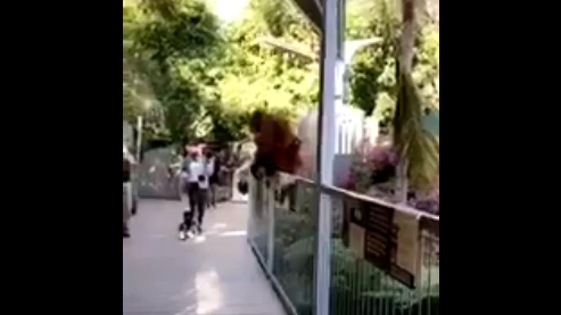 Orangután sale de su jaula Orangután sale de su jaula