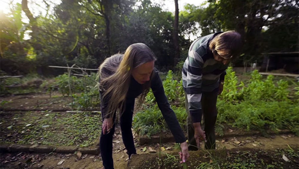 El matrimonio replanta la selva deforestada