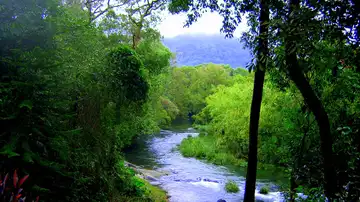 El bosque vuelve a su color verde gracias a la misión de la pareja El bosque vuelve a su color verde gracias a la misión de la pareja