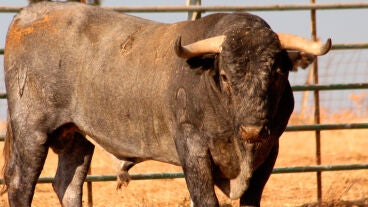 Imagen de archivo de un toro