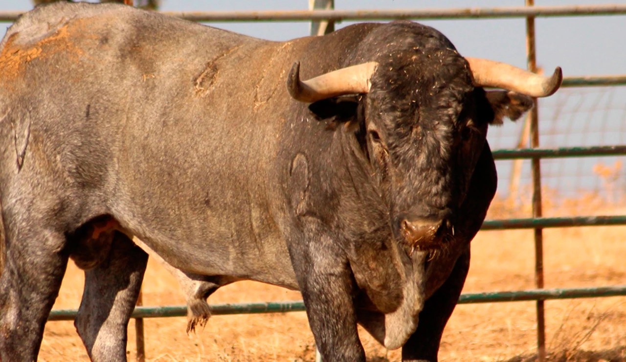 Imagen de archivo de un toro