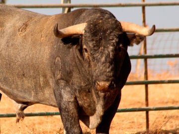 Imagen de archivo de un toro