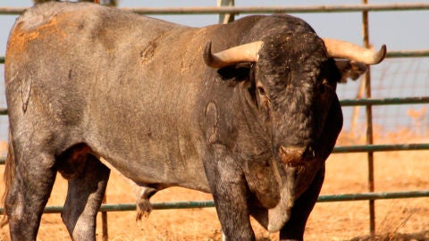 Imagen de archivo de un toro