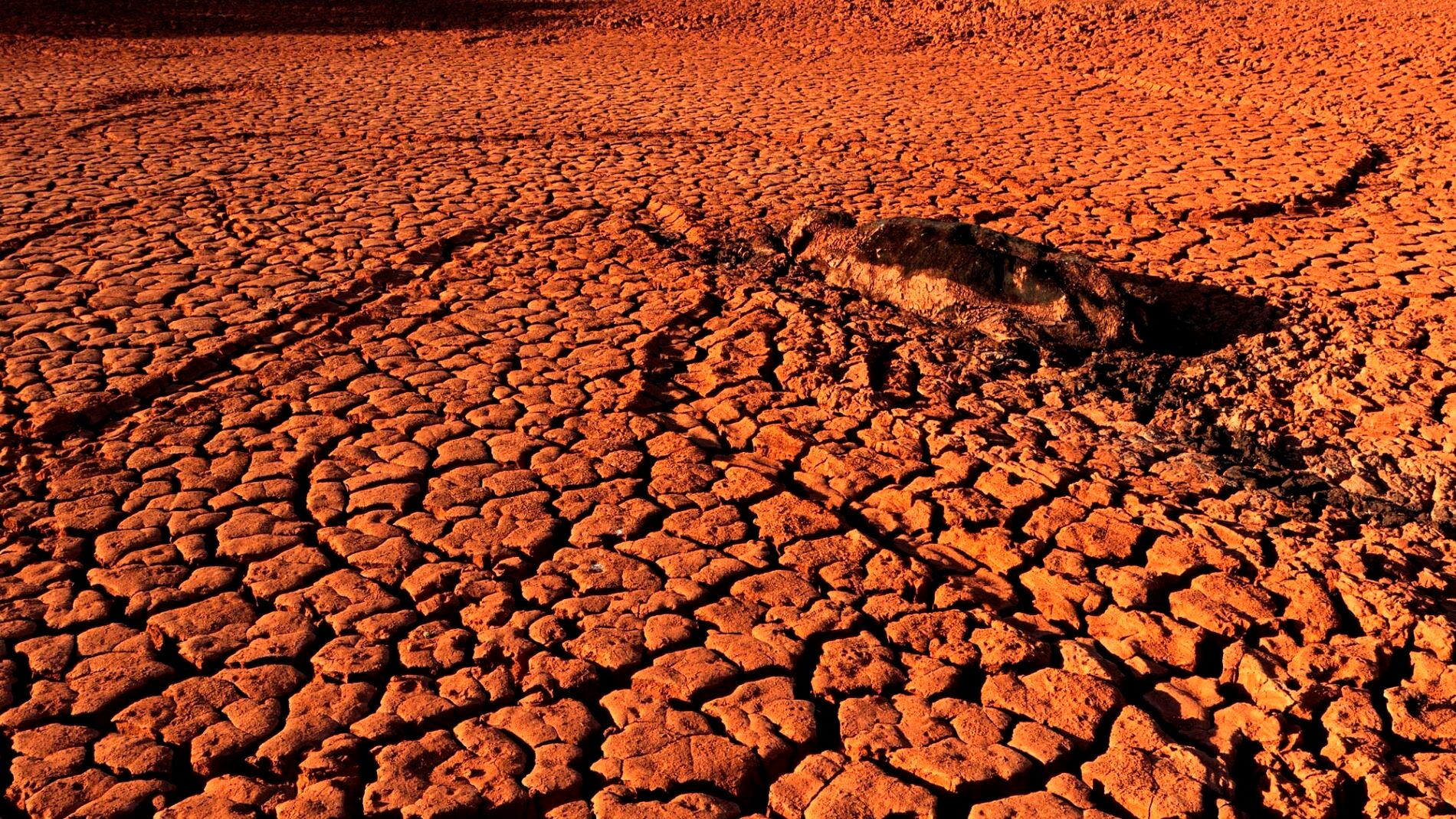 Tierra cuarteada por la sequ&iacute;a