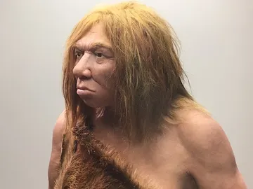 Recreación de una mujer neandertal en el Museo Arqueológico de Asturias. / UCM. Recreación de una mujer neandertal en el Museo Arqueológico de Asturias. / UCM.