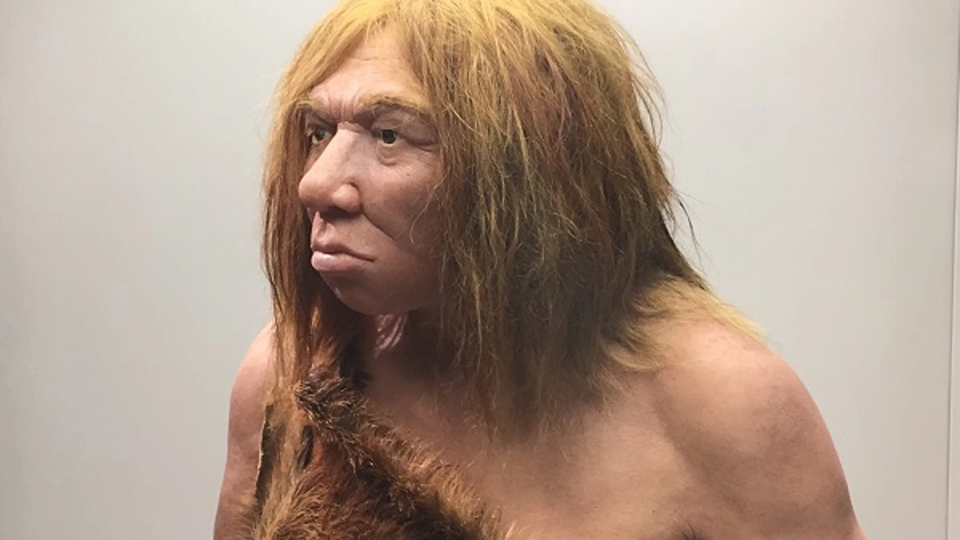Recreación de una mujer neandertal en el Museo Arqueológico de Asturias. / UCM. Recreación de una mujer neandertal en el Museo Arqueológico de Asturias. / UCM.
