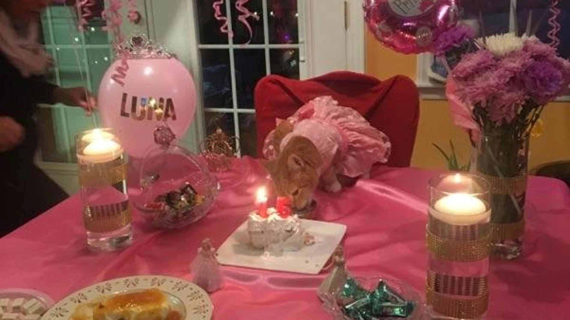 Luna celebra su decimoquinto cumpleaños