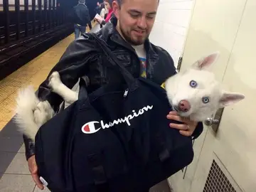 Un perro metido en una mochila en el Metro de Nueva York Un perro metido en una mochila en el Metro de Nueva York