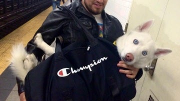 Un perro metido en una mochila en el Metro de Nueva York