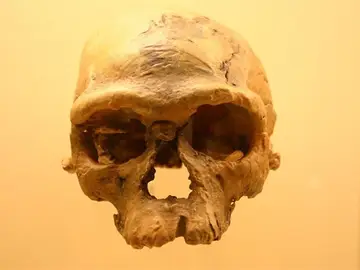 Restos del Homo Sapiens Restos del Homo Sapiens