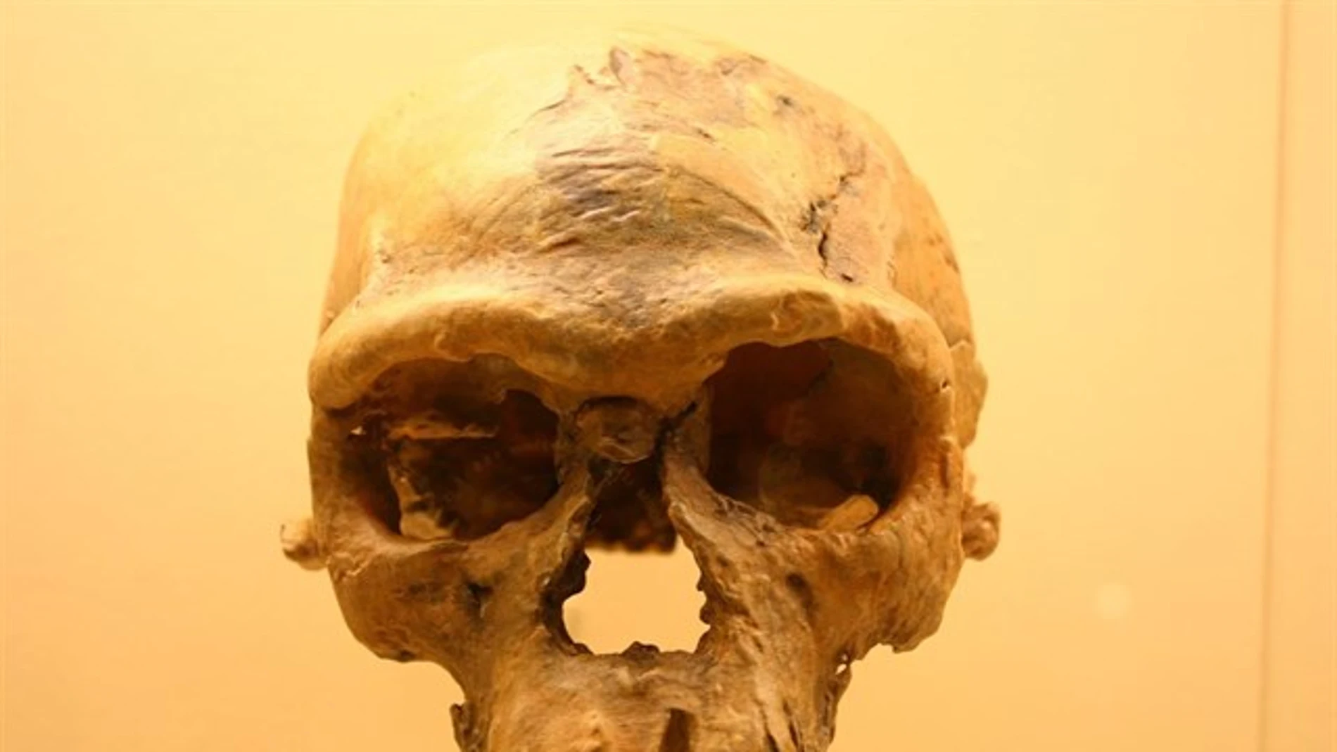 Restos del Homo Sapiens Restos del Homo Sapiens