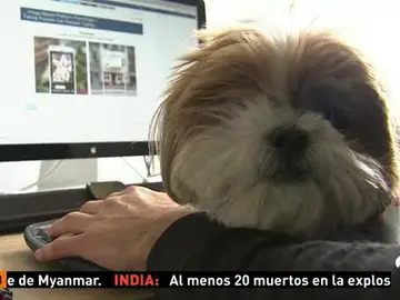 Frame 40.696346 de: PERROS Frame 40.696346 de: PERROS