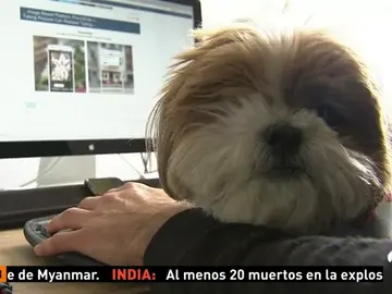 Frame 40.696346 de: PERROS Frame 40.696346 de: PERROS