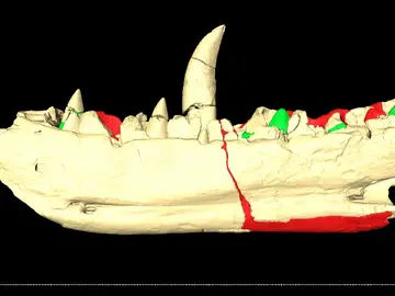 El primer dinosaurio del mundo muestra nuevos dientes gracias a una tecnología pionera El primer dinosaurio del mundo muestra nuevos dientes gracias a una tecnología pionera