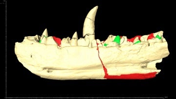 El primer dinosaurio del mundo muestra nuevos dientes gracias a una tecnología pionera