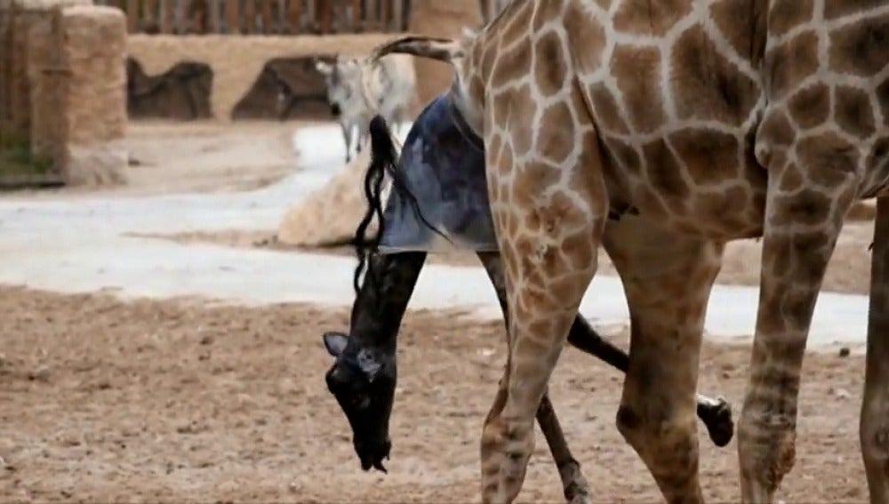Nacimiento de una jirafa en el Bioparc de Valencia
