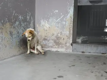 La perra estaba encorvada en una esquina y parecía deprimida La perra estaba encorvada en una esquina y parecía deprimida