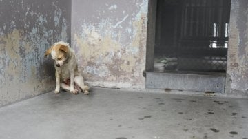 La perra estaba encorvada en una esquina y parecía deprimida