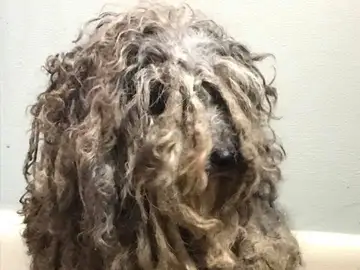 Bob Marley, el perro rescatado Bob Marley, el perro rescatado