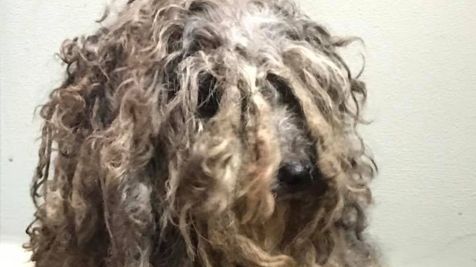 El cambio de Bob Marley, un perro abandonado cuyo pelo se asemejaba al del cantante jamaicano