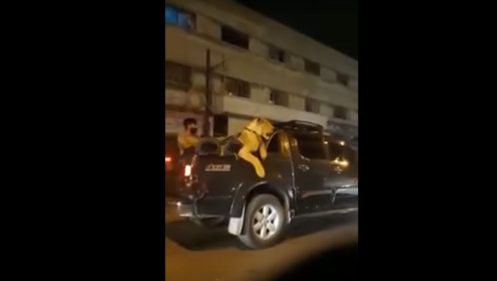 El hombre durante el paseo con su león