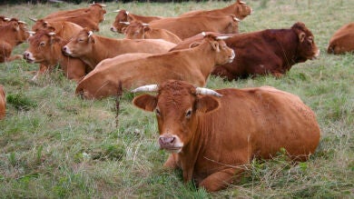 Un gran número de estadounidenses cree que los batidos de chocolate proceden de las vacas marrones