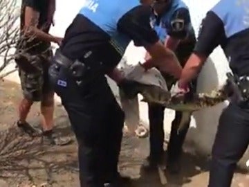 Encuentran en una casa de Lanzarote un cocodrilo que fue robado en diciembre