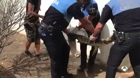 Encuentran en una casa de Lanzarote un cocodrilo que fue robado en diciembre Encuentran en una casa de Lanzarote un cocodrilo que fue robado en diciembre