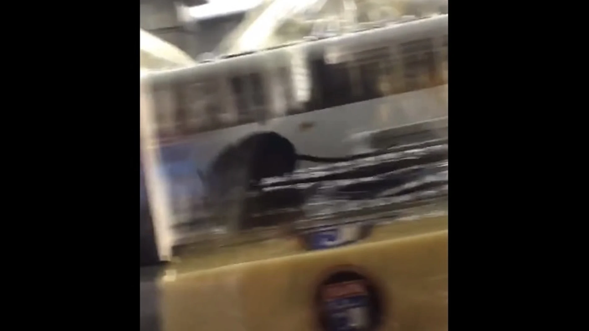 La rata entre la comida La rata entre la comida