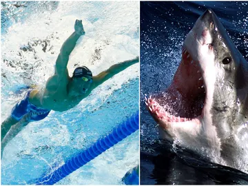 Michael Phelps, ante su mayor reto: una carrera contra un tiburón Michael Phelps, ante su mayor reto: una carrera contra un tiburón