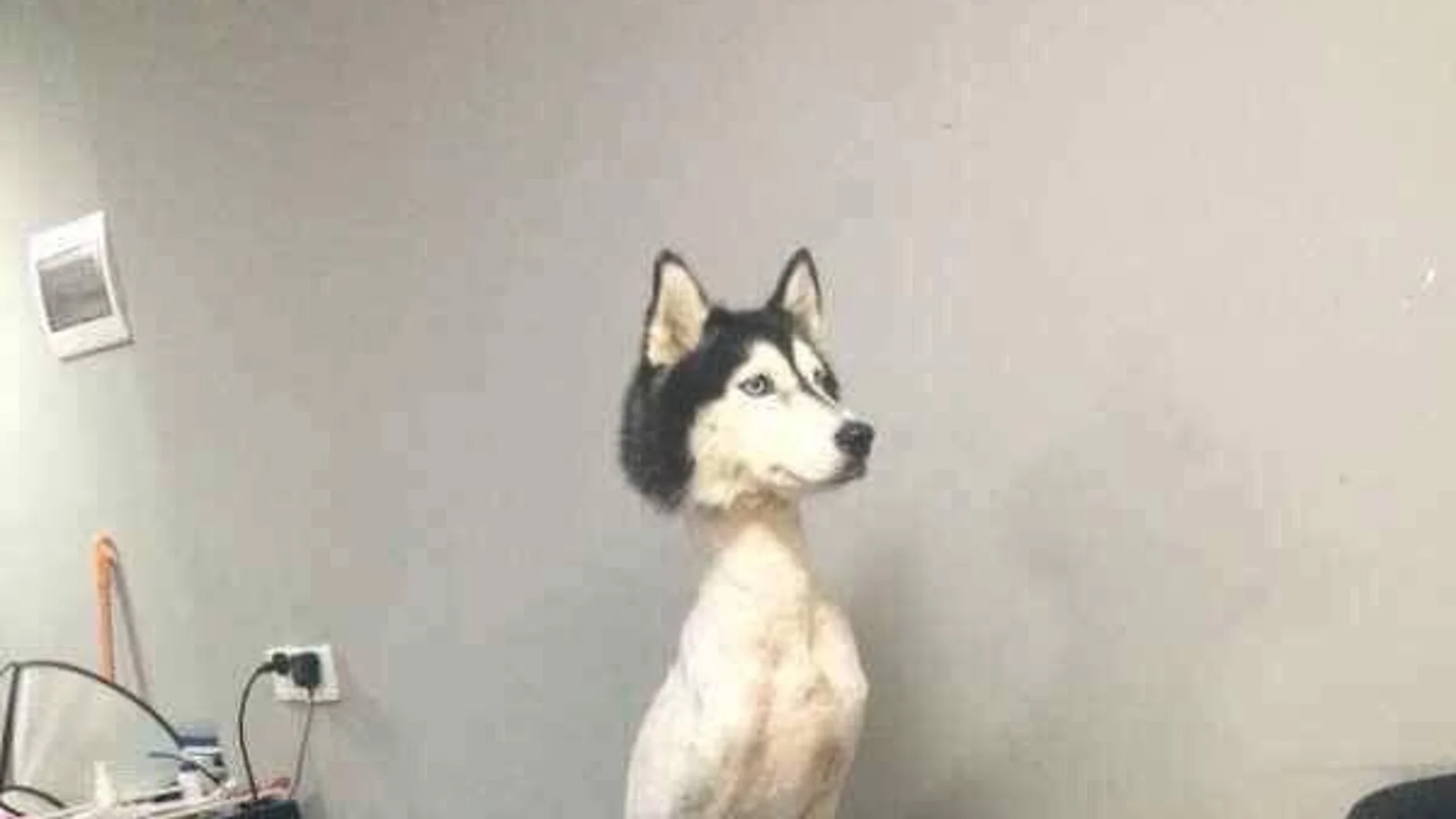 Husky rapado. Husky rapado.