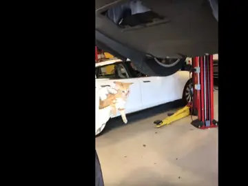 El gatito tras ser rescatado El gatito tras ser rescatado