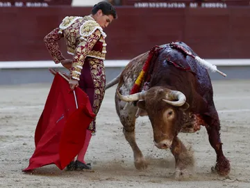 El diestro Ginés Marín en la faena a su primer toro durante la corrida de la Cultura El diestro Ginés Marín en la faena a su primer toro durante la corrida de la Cultura