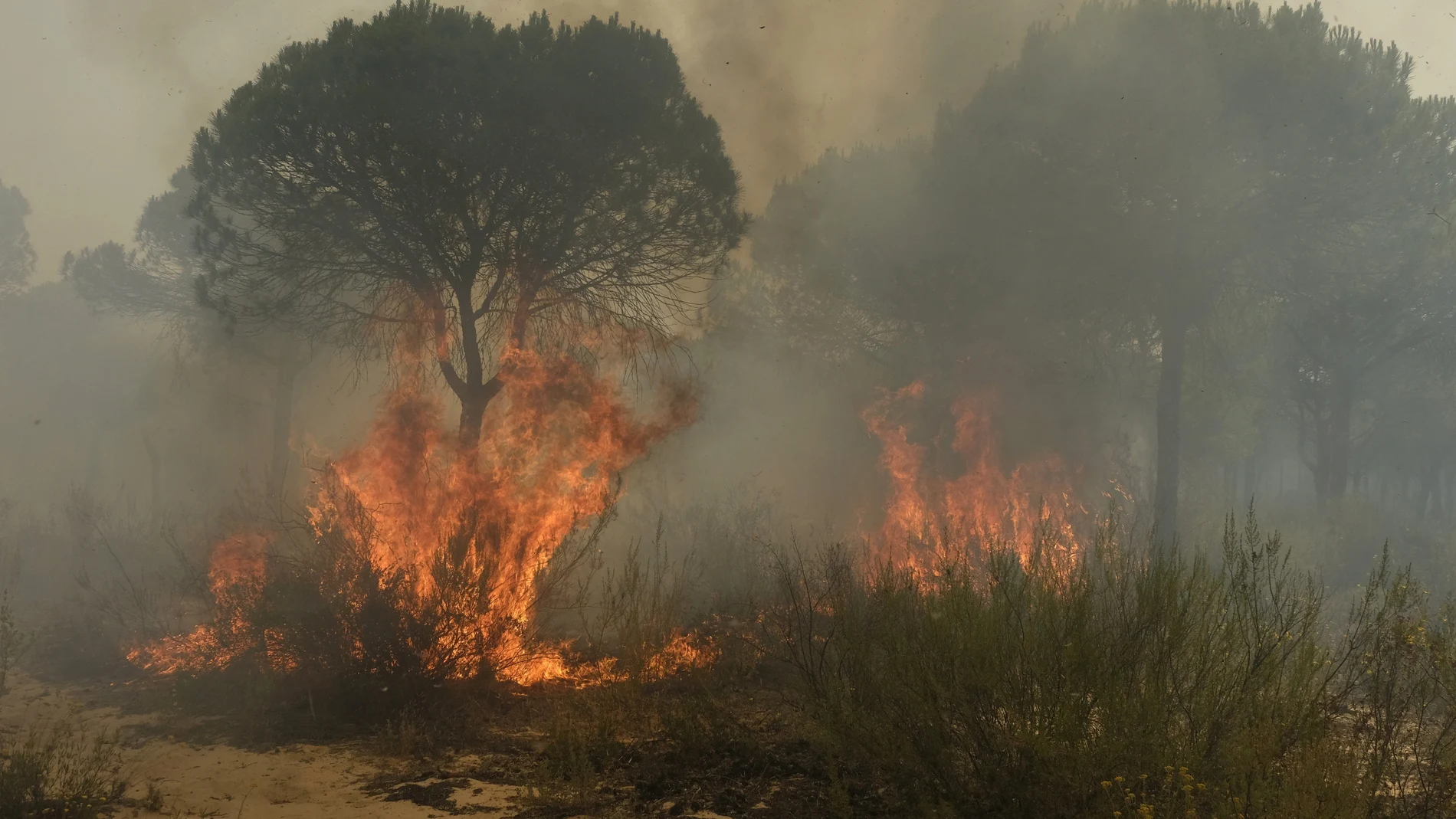 Imagen del grave incendio en Doñana (Archivo) Imagen del grave incendio en Doñana (Archivo)