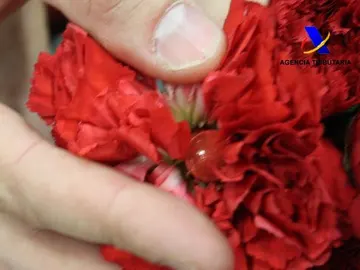 Cocaína oculta en claveles Cocaína oculta en claveles