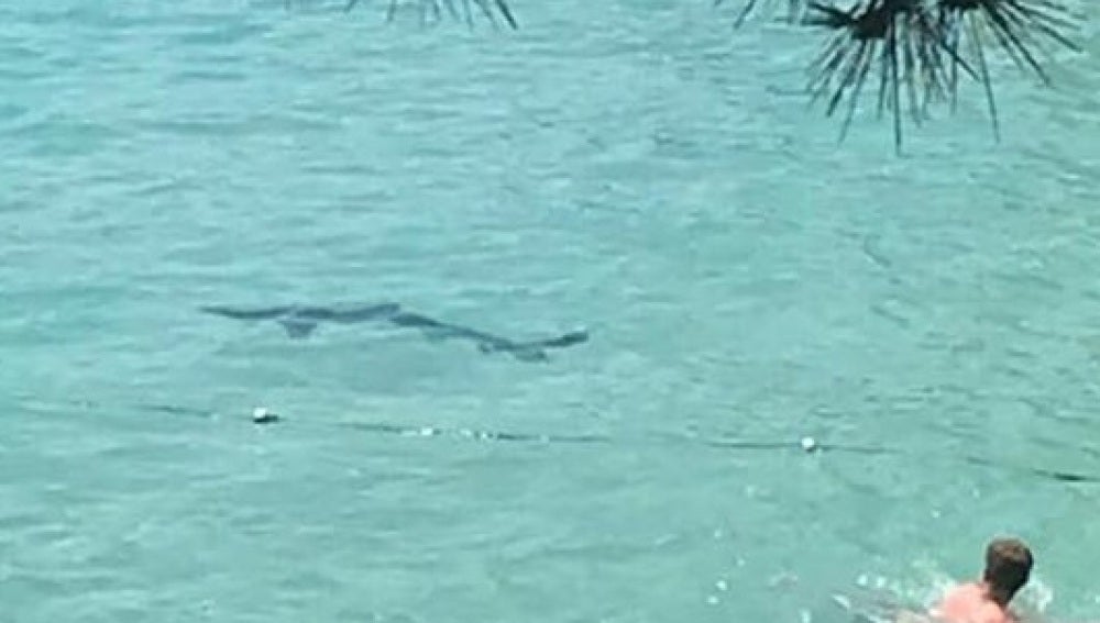 Un tiburón aparece en una playa de Mallorca
